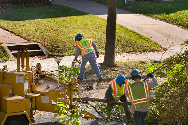 Best Tree Risk Assessment  in Sunray, TX